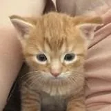 A baby small-sized male Domestic Short Hair cat named Freddy for adoption in Cumming, GA