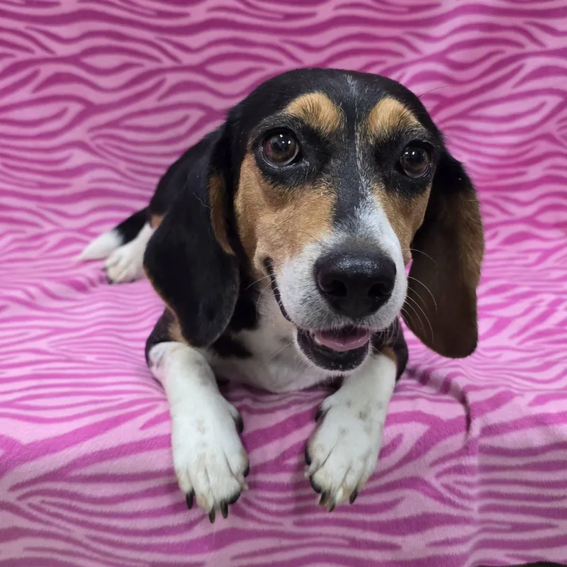 An adult medium-sized female Beagle dog named Marie for adoption in Frankfort, IN