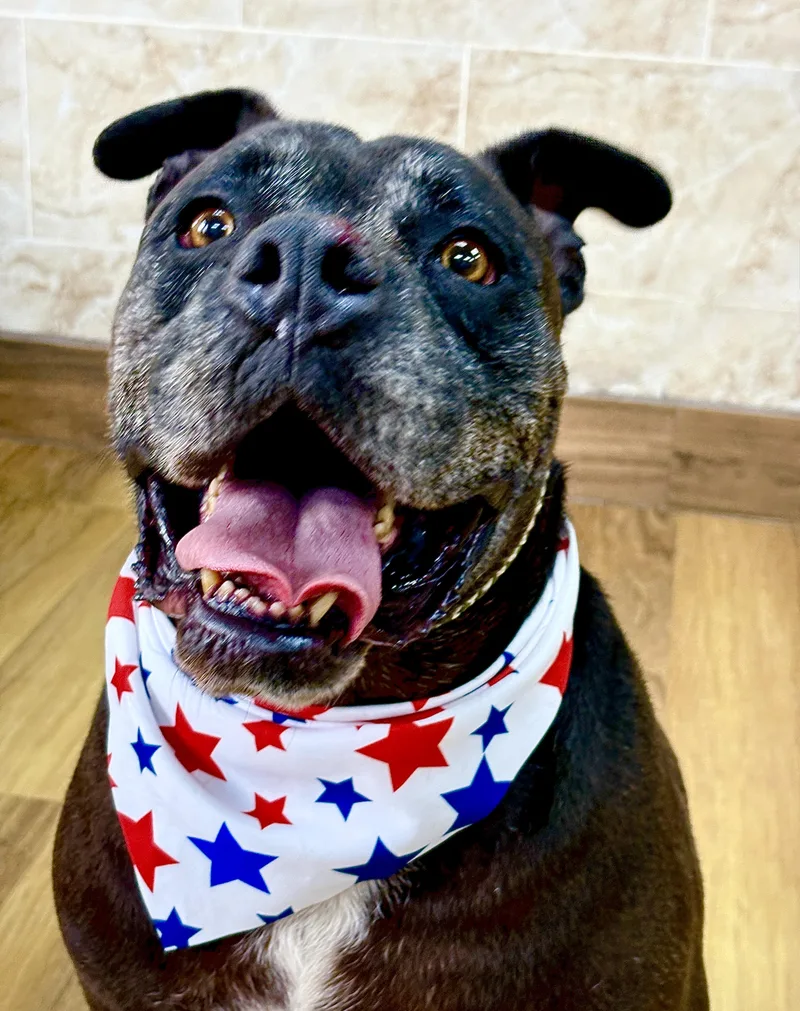 An adult large-sized male Black Pit Bull Terrier dog named OTTO big teddy bear for adoption in Cypress, TX