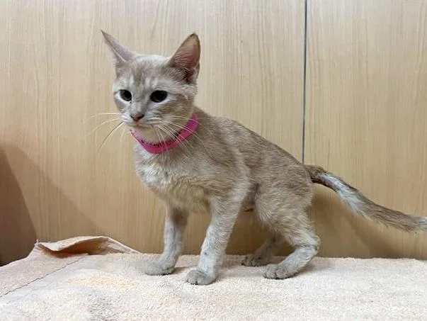 A young small-sized female Domestic Short Hair cat named Dollar General for adoption in Saint Louis, MO
