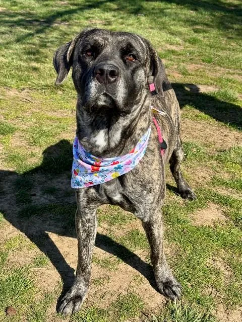 An adult large-sized male Mastiff dog named River Otter for adoption in Olivette, MO
