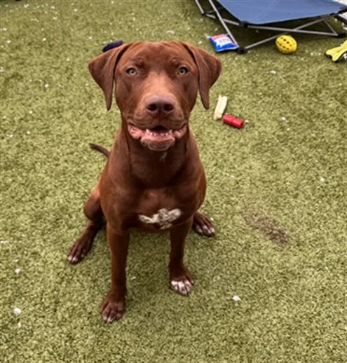 A young medium-sized male Labrador Retriever dog named Truman for adoption in Toledo, OH
