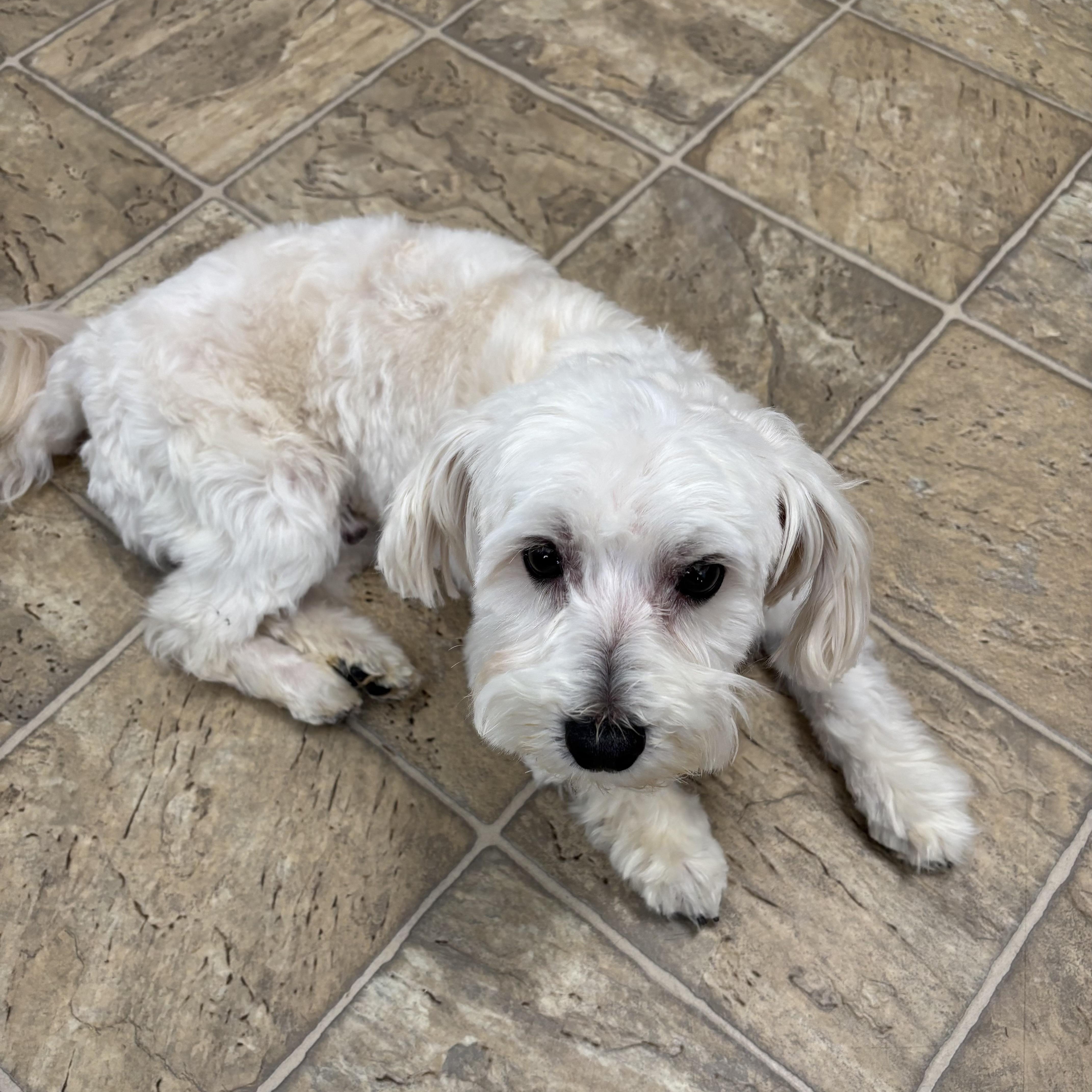 A young small-sized male Shih Tzu dog named Turbo for adoption in Oxford, MI