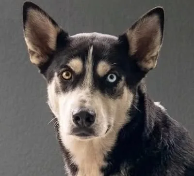 A young medium-sized male Husky dog named Tully for adoption in Cumming, GA