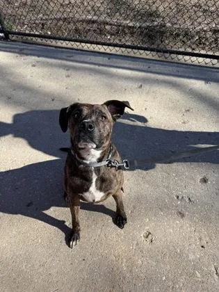 An adult large-sized male Mixed Breed dog named Shnitzel for adoption in West Chester, PA