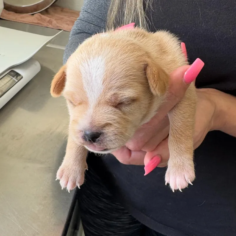 A baby small-sized male White / Cream Terrier dog named Nugget for adoption in Wimberley, TX