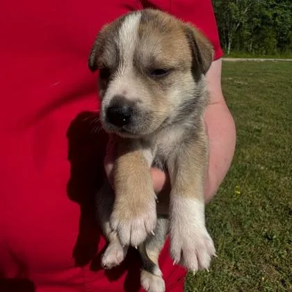 A baby large-sized female Husky dog named Darla for adoption in Morton Grove, IL