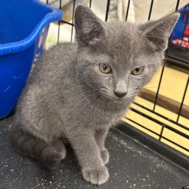 A baby small-sized male Gray / Blue / Silver Domestic Short Hair cat named Shep for adoption in Monroe, MI