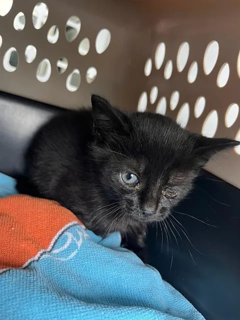 A baby small-sized male Domestic Short Hair cat named Merlin for adoption in Charlotte, NC