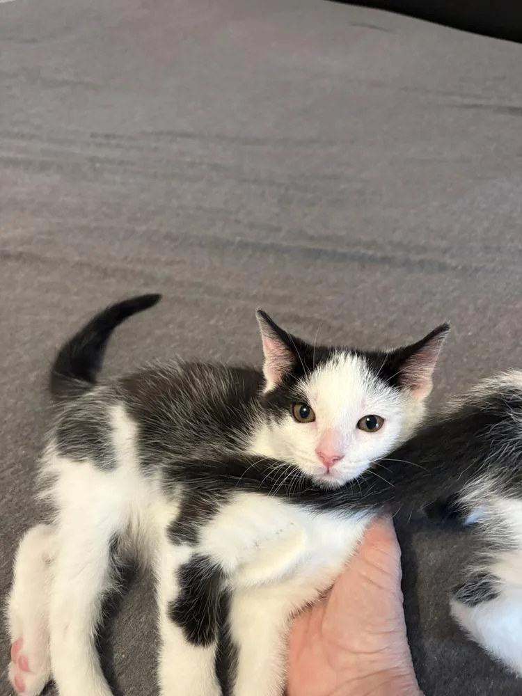 A baby small-sized male Black & White / Tuxedo Domestic Short Hair cat named Charles for adoption in Greenbelt, MD