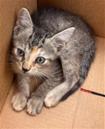 A baby small-sized female Domestic Short Hair cat named Gina for adoption in Fort Lauderdale, FL