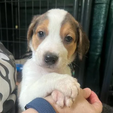 A baby small-sized female White / Cream Hound dog named Hammerstrength for adoption in Fredericksburg, VA