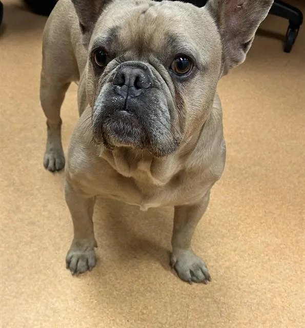 An adult medium-sized male French Bulldog dog named Benji for adoption in Martinez, CA