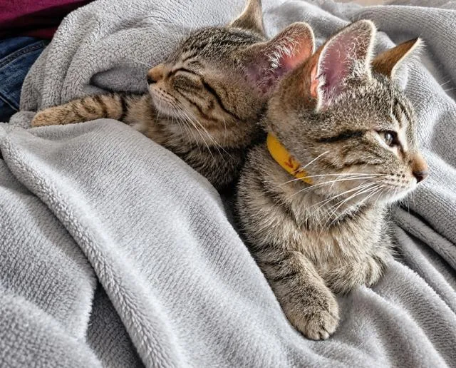 A baby small-sized male Domestic Short Hair cat named Spike for adoption in Groveland, MA