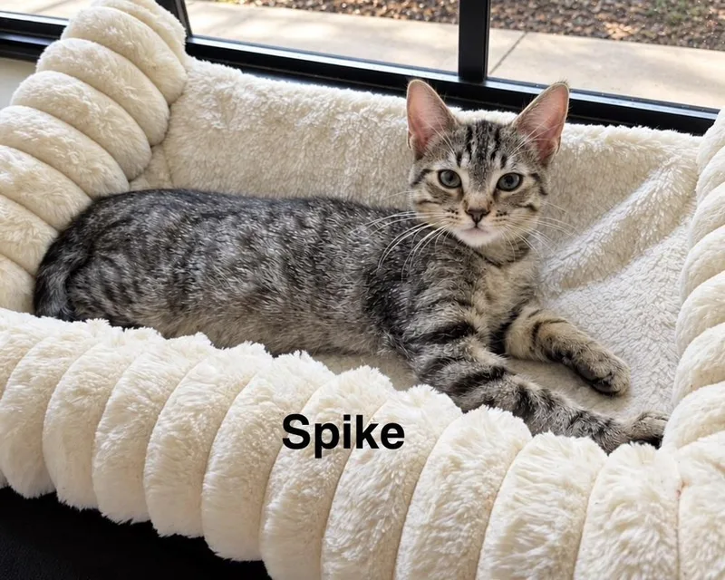Spike thumbnail 2