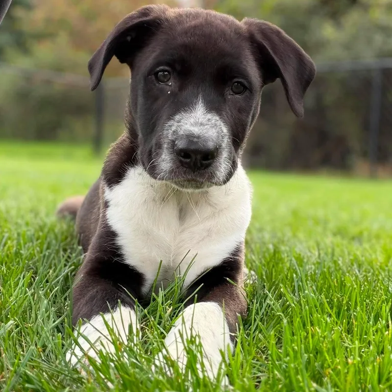 A baby large-sized male Australian Cattle Dog / Blue Heeler dog named James Watson for adoption in Hilton, NY
