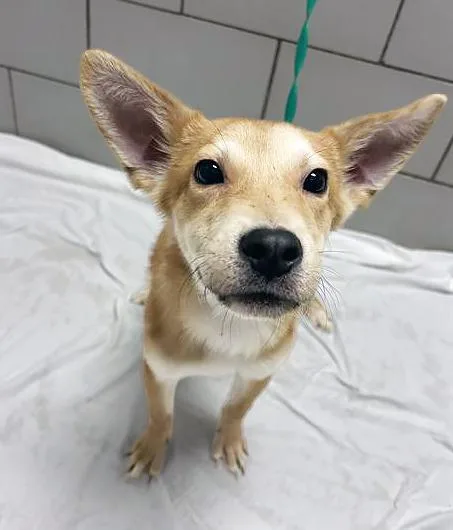 A baby small-sized male Yellow / Tan / Blond / Fawn Mixed Breed dog named Envelope for adoption in Nashville, TN