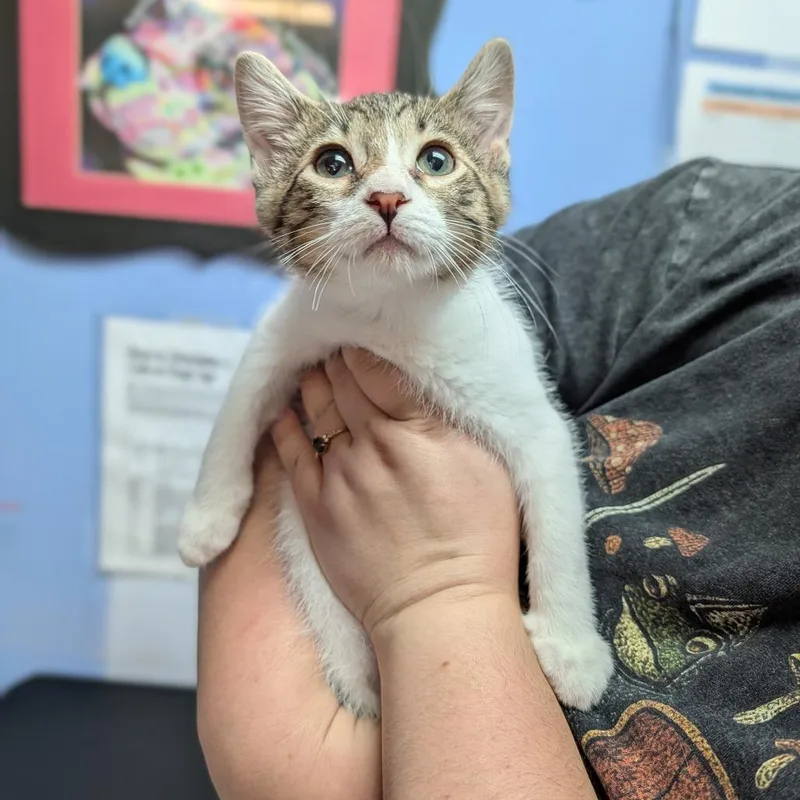 A baby medium-sized male White Domestic Short Hair cat named Lenny for adoption in Cape Girardeau, MO