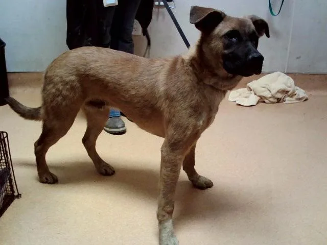 A young small-sized male German Shepherd Dog dog named Axel for adoption in Martinez, CA