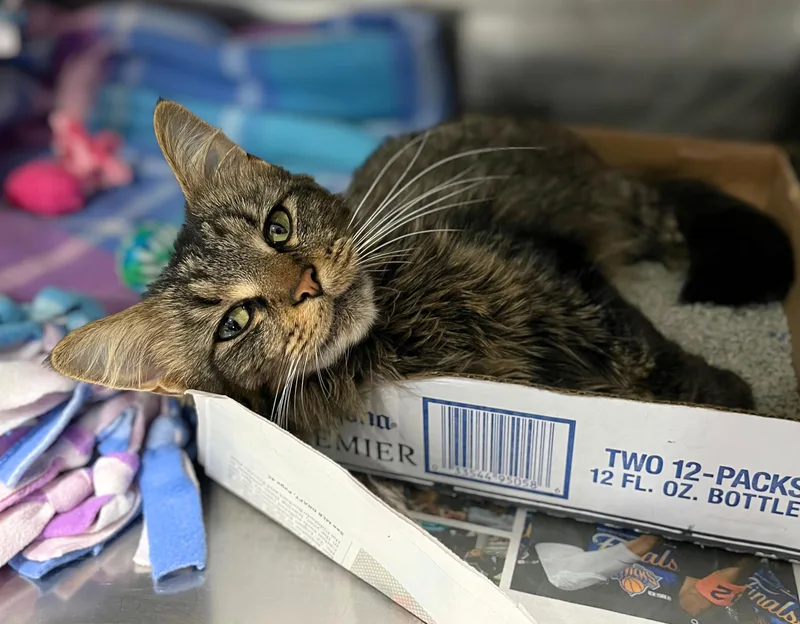 An adult medium-sized female Tabby (Brown / Chocolate) Domestic Short Hair cat named Meadow for adoption in Seville, OH