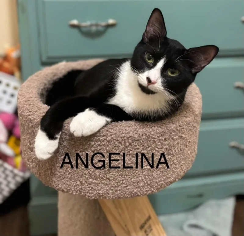 A baby large-sized female American Shorthair cat named Angelina Jolie for adoption in Darien, GA