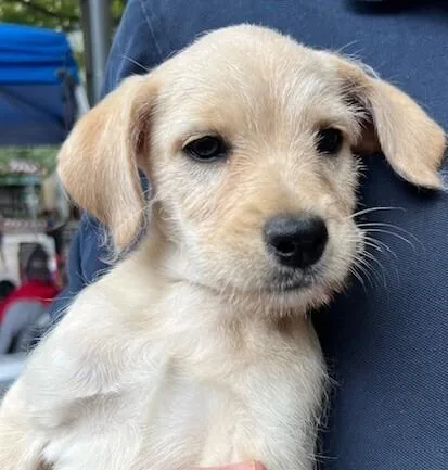 A young medium-sized female Terrier dog named Penny for adoption in Washington, DC
