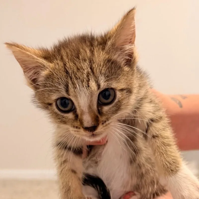 A baby small-sized male Gray / Blue / Silver American Shorthair cat named Maple for adoption in Bessemer, AL