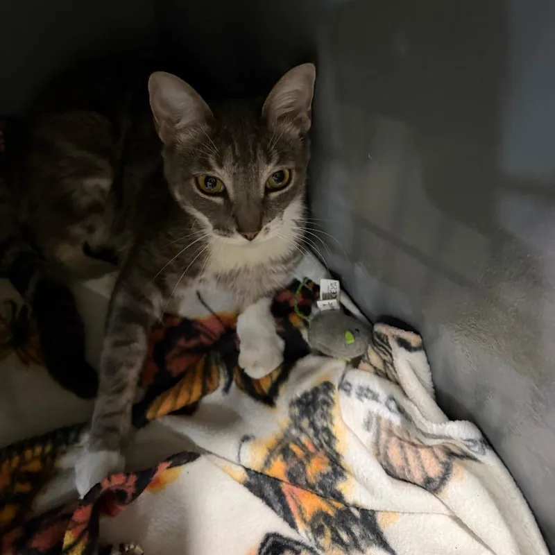 A young medium-sized female Gray / Blue / Silver Domestic Short Hair cat named Mina for adoption in Kyle, TX