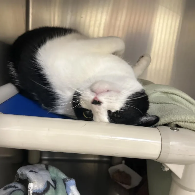 An adult large-sized male Black Domestic Short Hair cat named Carl for adoption in Bedford, NH