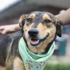 A young medium-sized female Brown / Chocolate Shepherd dog named Mary for adoption in Hagerstown, MD