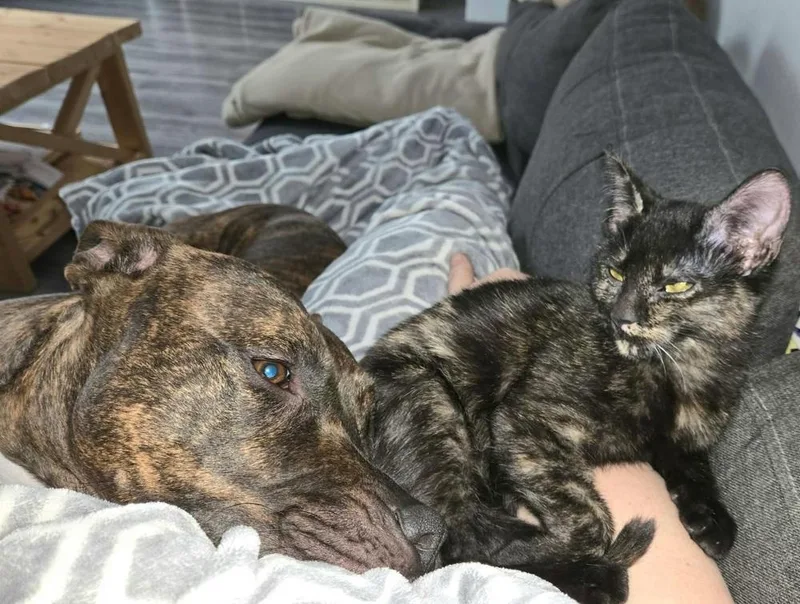 A baby small-sized female Domestic Short Hair cat named Bran for adoption in Chicago, IL