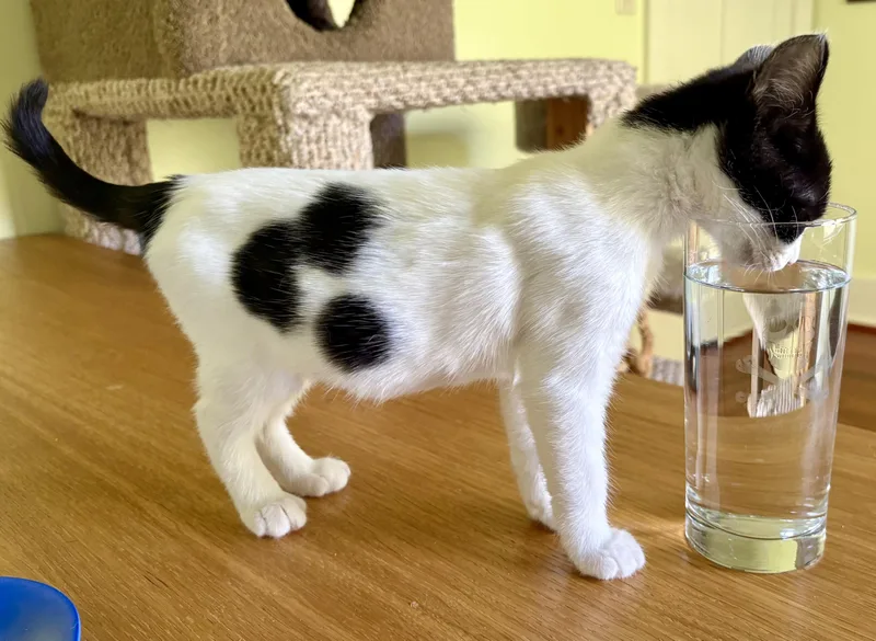 A baby medium-sized female Black & White / Tuxedo Domestic Short Hair cat named Ms Maynard and Riley for adoption in Seattle, WA