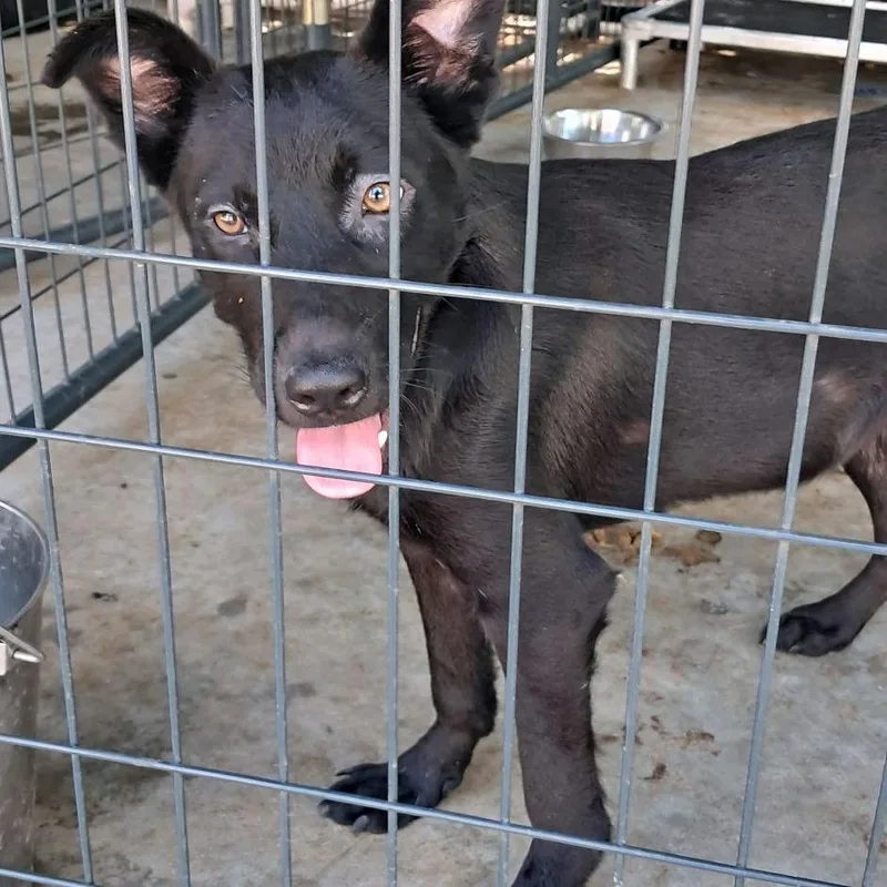 A young medium-sized female Black Mixed Breed dog named Sonata for adoption in Valley, AL