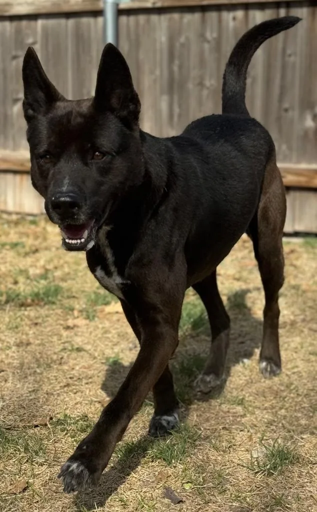 An adult medium-sized male Shepherd dog named Brisket for adoption in Great Bend, KS