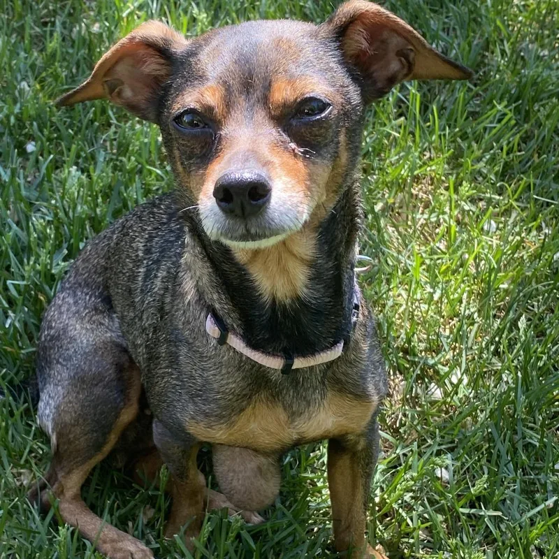 An adult small-sized female Brown / Chocolate Chihuahua dog named Ellie Mae D for adoption in Minnetonka, MN
