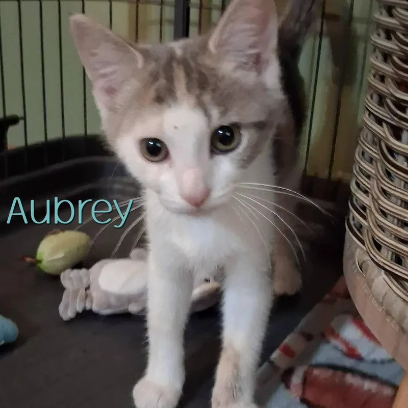 A baby small-sized female Calico Domestic Short Hair cat named Aubrey for adoption in Parkersburg, WV