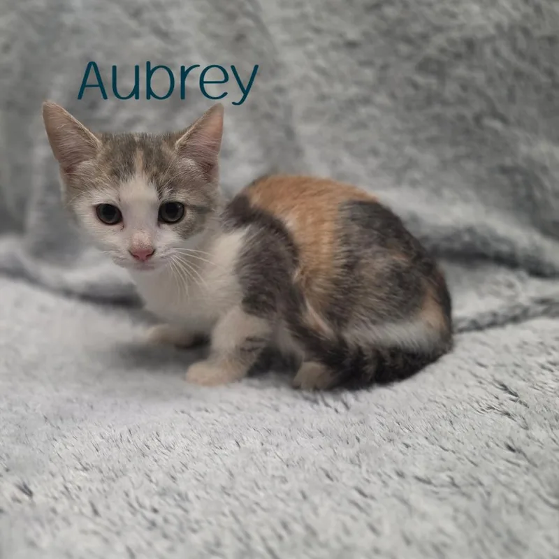 Aubrey thumbnail 2