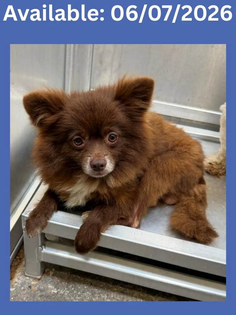 A young small-sized male Pomeranian dog named Dog Kennel  Teddy for adoption in Greenville, TX