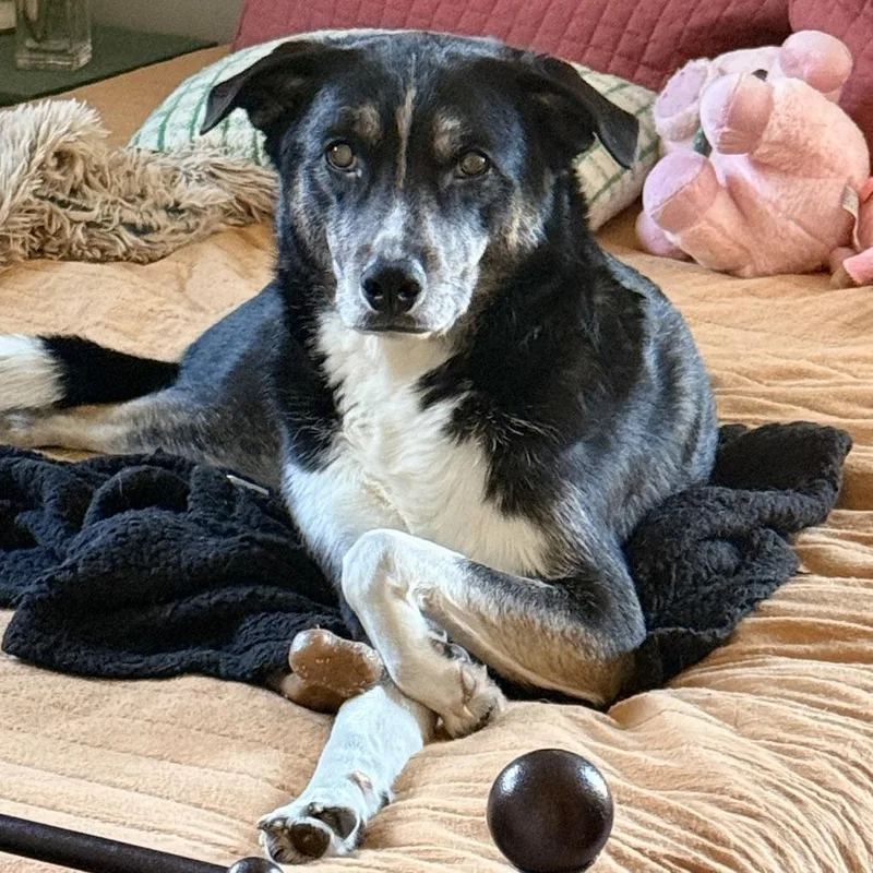 Bartleby thumbnail 2