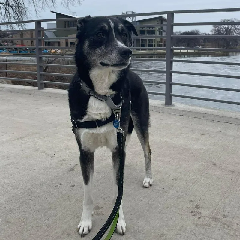 Bartleby thumbnail 5