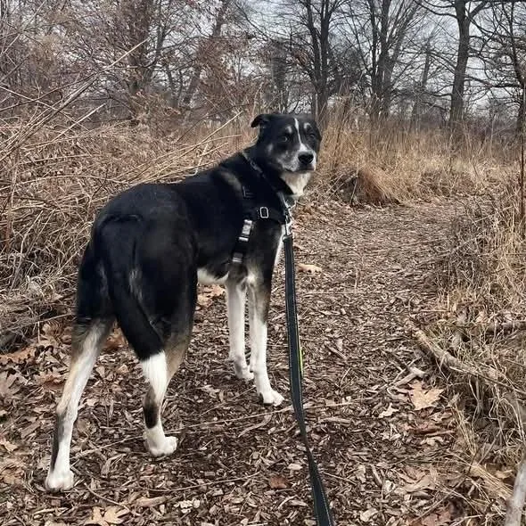 Bartleby thumbnail 6