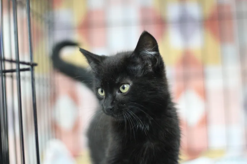 A baby small-sized male Black Domestic Short Hair cat named Loki for adoption in Ottumwa, IA
