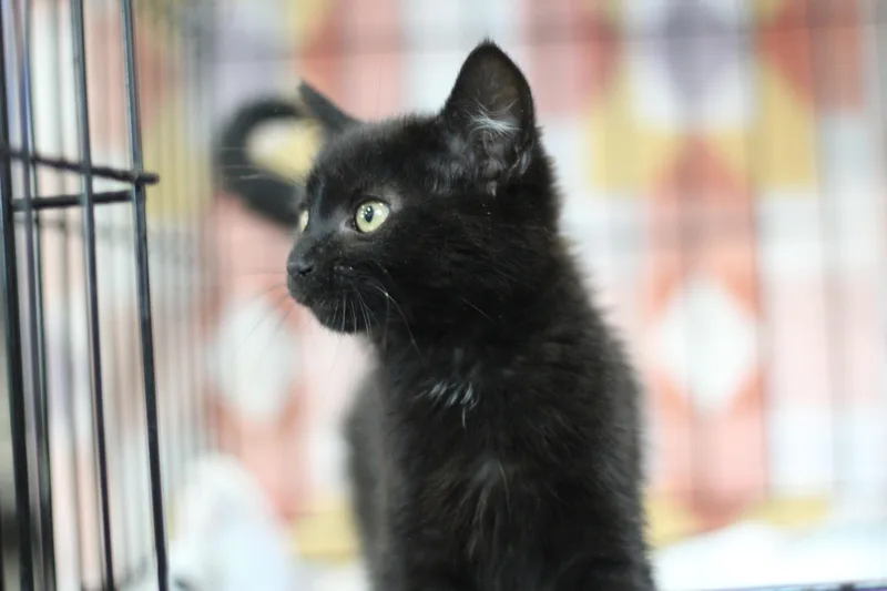 Loki thumbnail 2