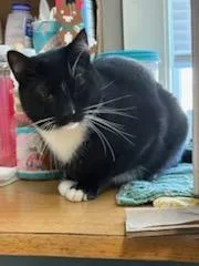 An adult medium-sized male Black & White / Tuxedo Domestic Short Hair cat named Doc for adoption in Rochester, WA