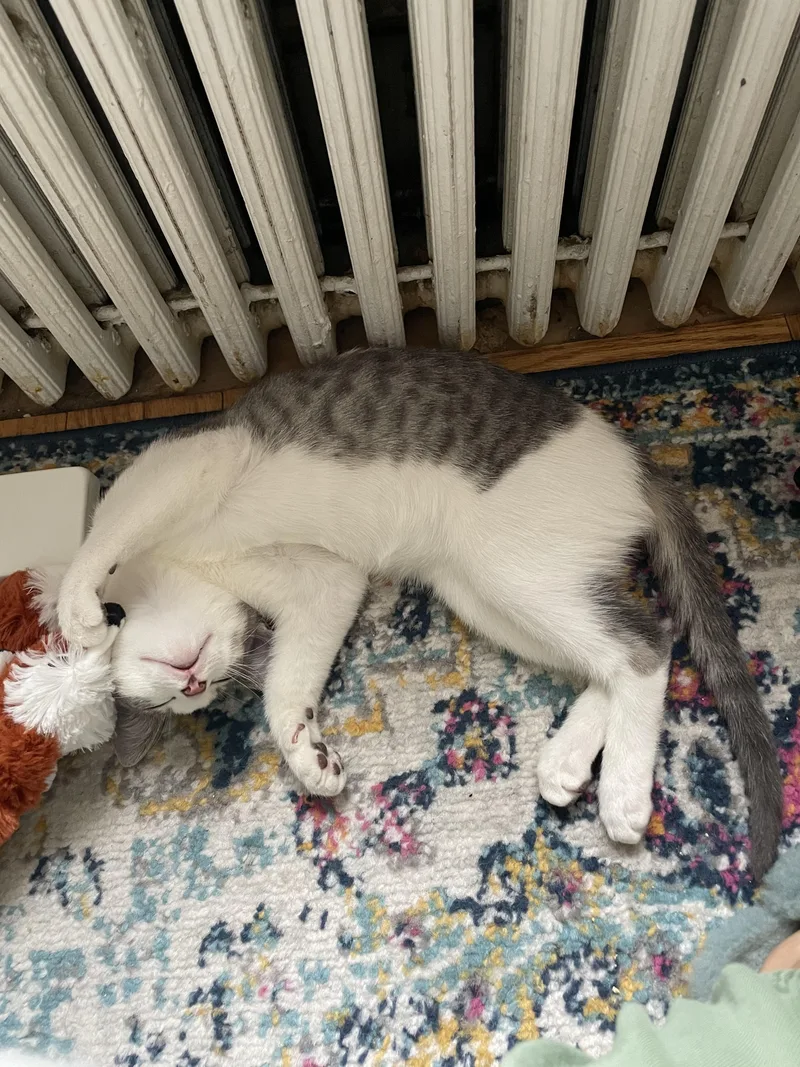 Gyoza & Wonton thumbnail 2