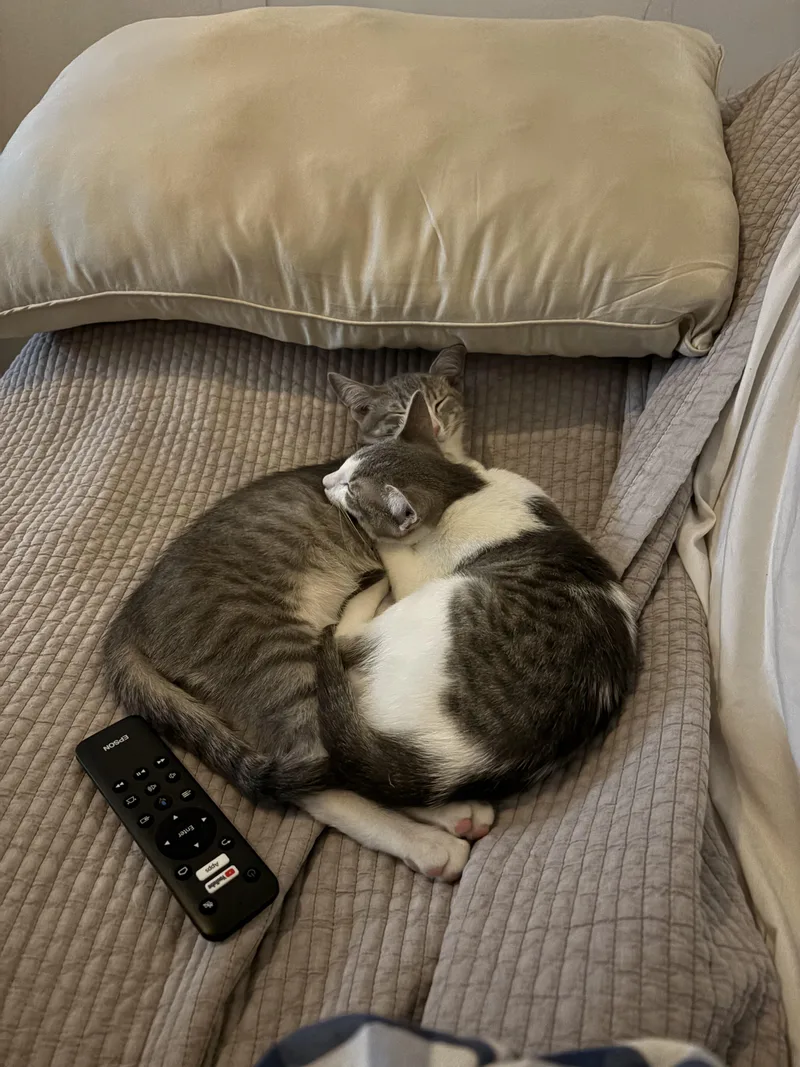 Gyoza & Wonton thumbnail 3