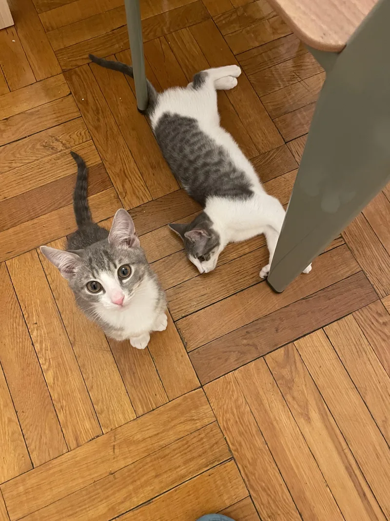 Gyoza & Wonton thumbnail 5