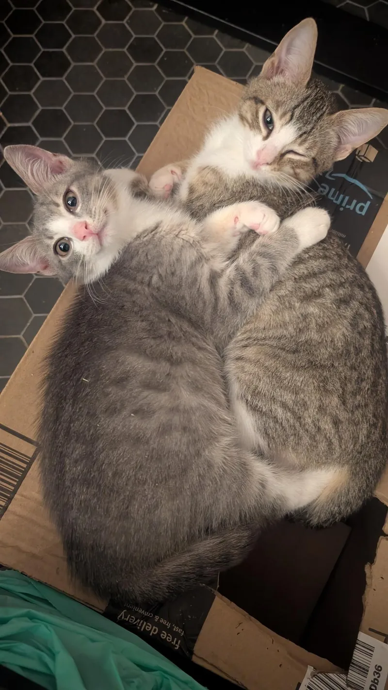 Gyoza & Wonton thumbnail 6