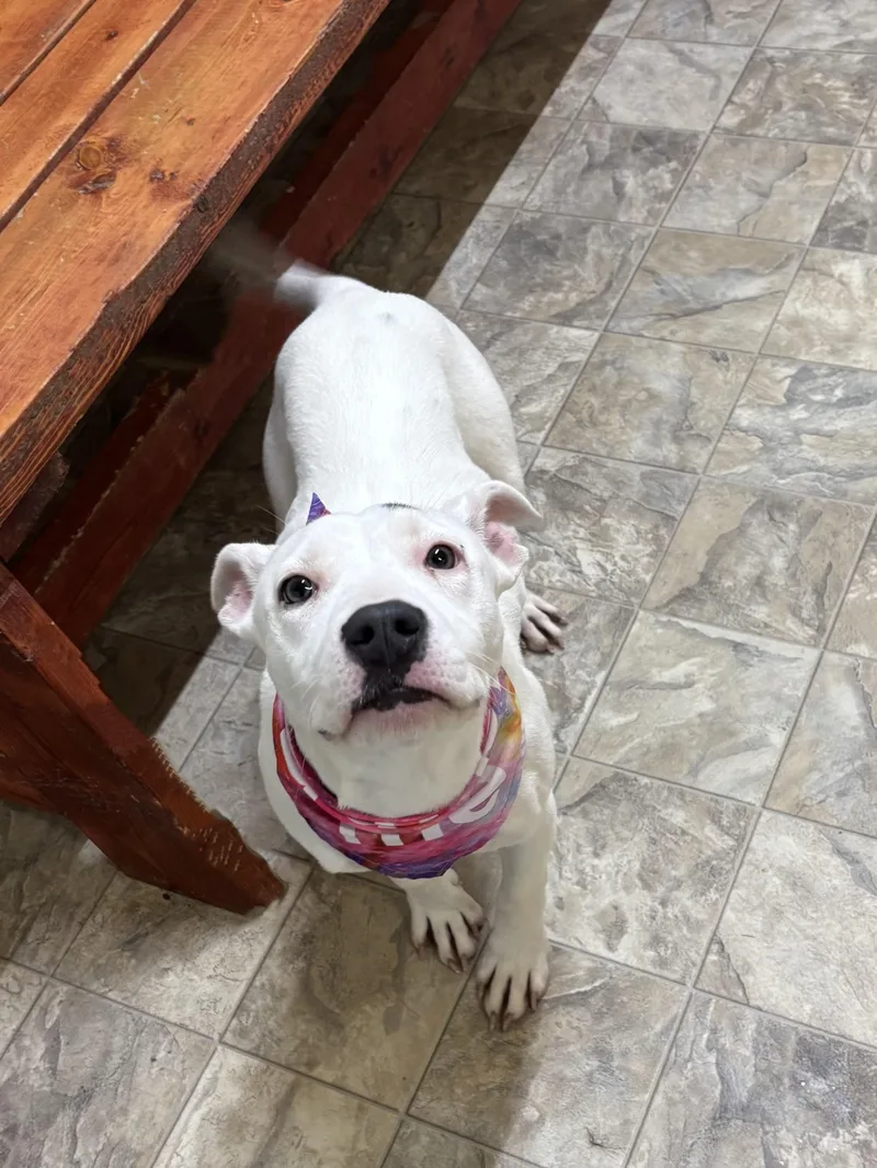 Rosa Barks thumbnail 2