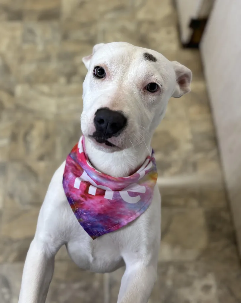 Rosa Barks thumbnail 3